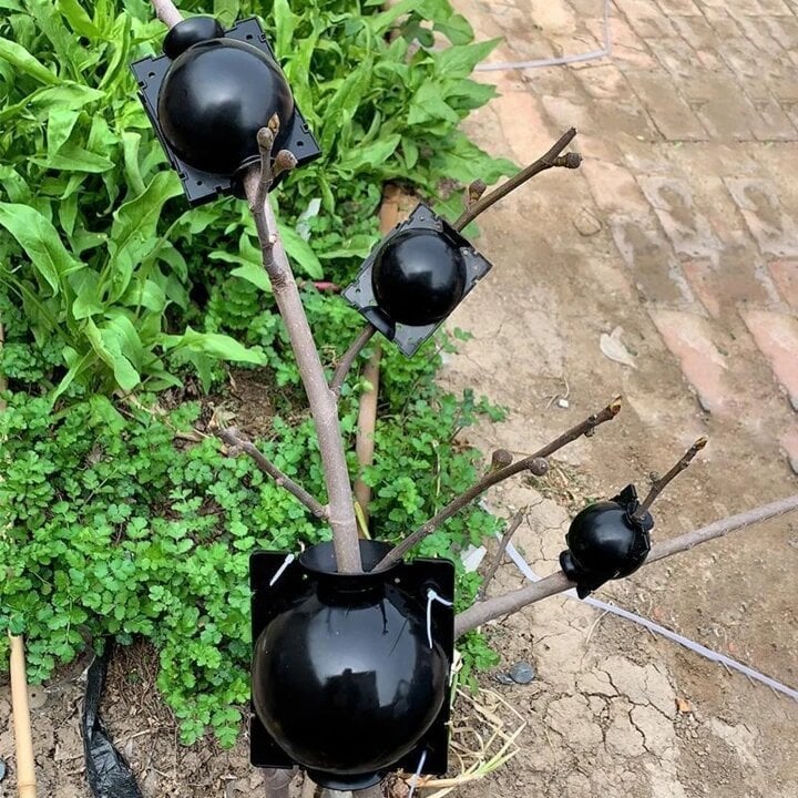 Plant Root Growing Box (PACK OF 4)
